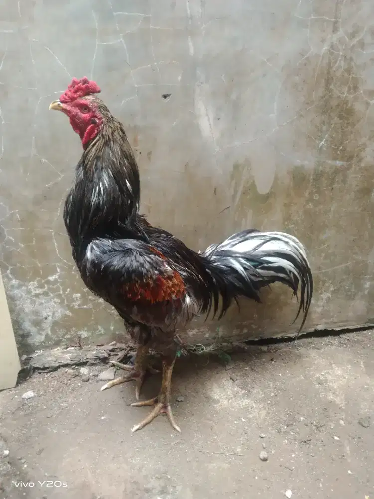 Ayam beres mabung pacek bisa adu bisa