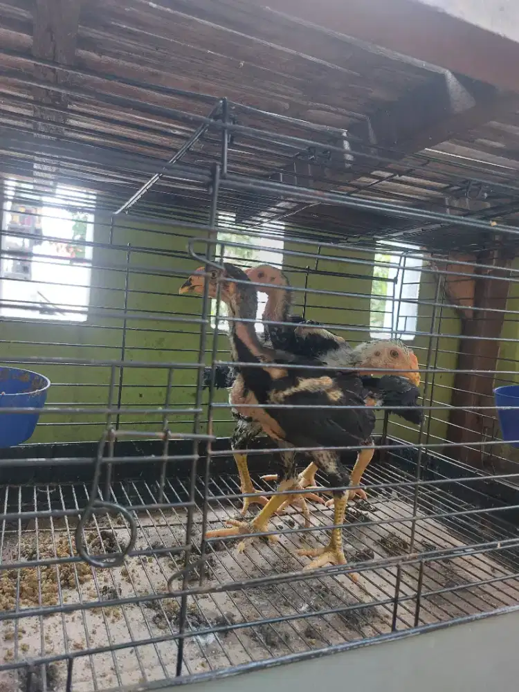 ANAK AYAM BANGKOK