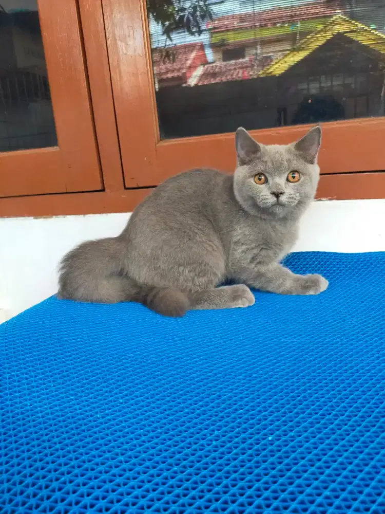 Kucing British shorthair bsh jantan kitten blue solid