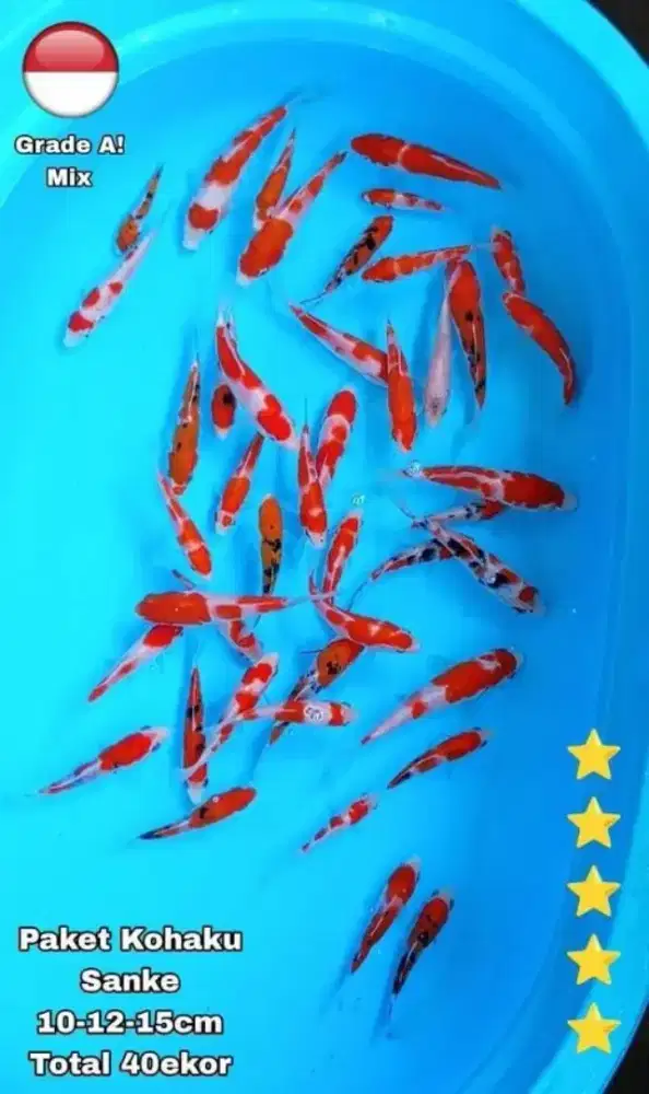Paket Mix Kohaku Sanke 40 Ekor