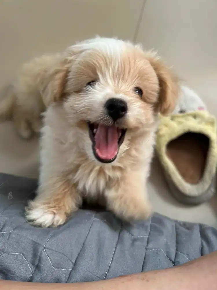 Puppy gemoy sehat lincah