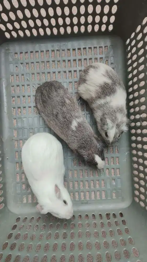 American Guenia Pig (Marmut hias)