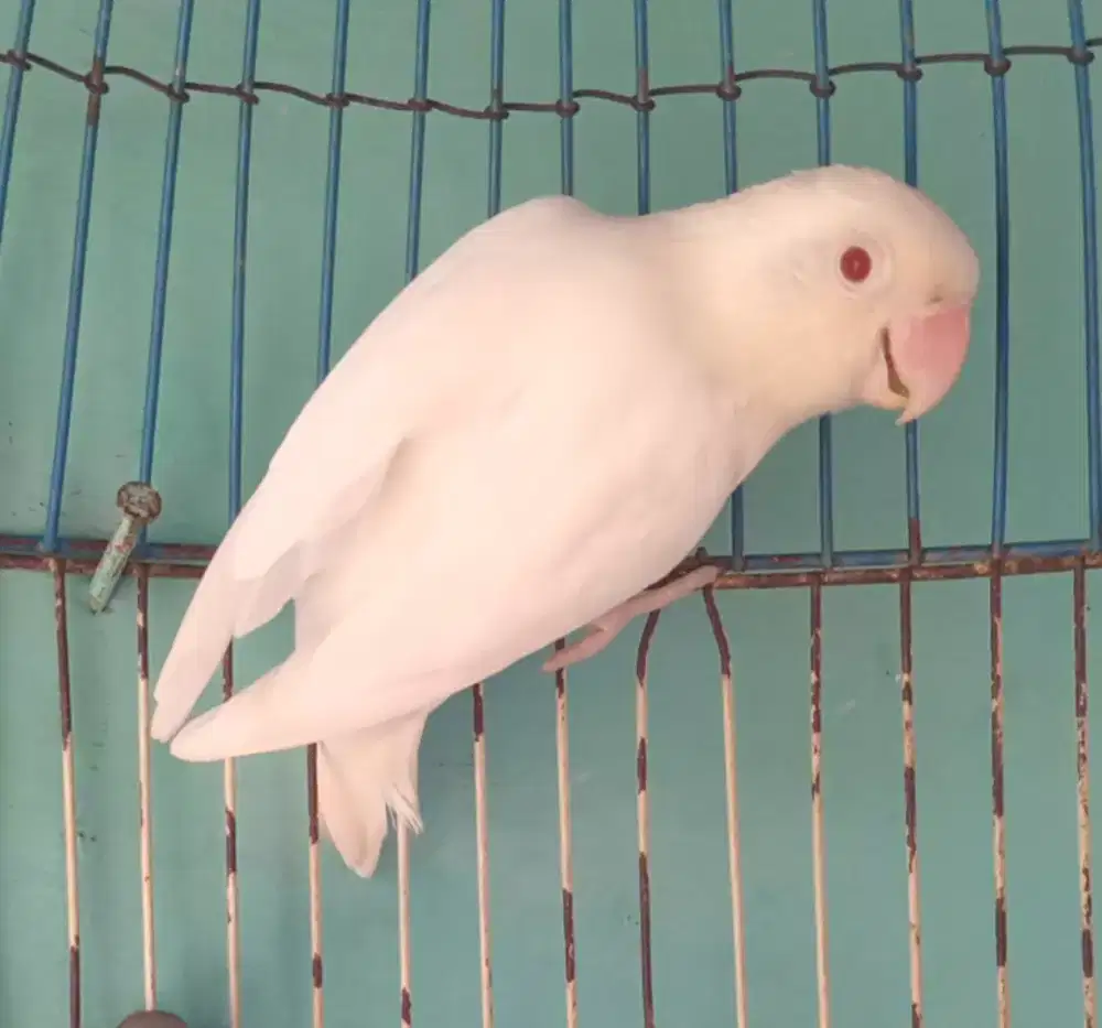 Seekor lovebird albino mata merah