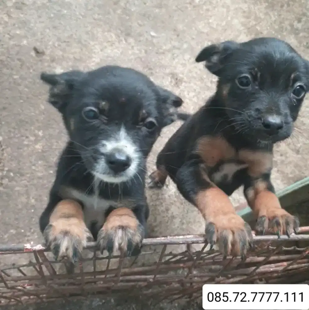 Open Adopt!! Ganti uang makan saja (minat serius WA no di foto)