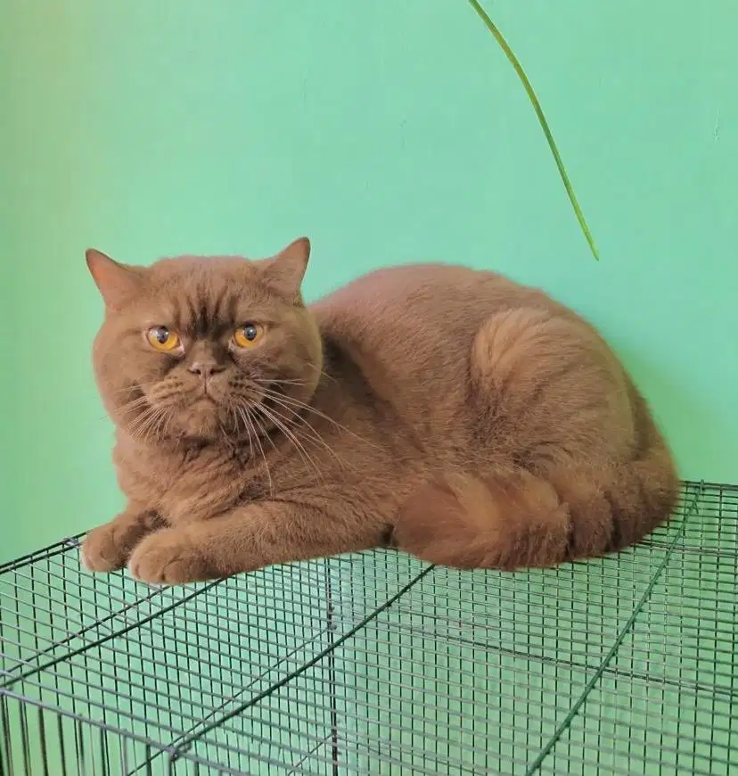 British shorthair coklat cinnamon