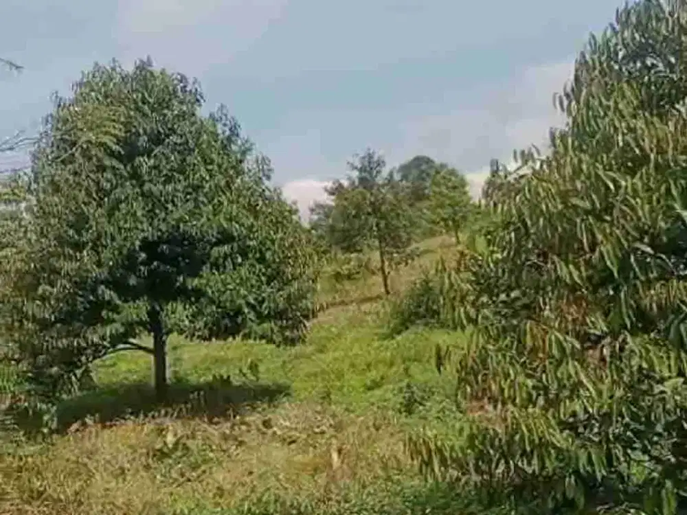 Kebun rambutan 450 pohon Luas 50.000 m2 Subang