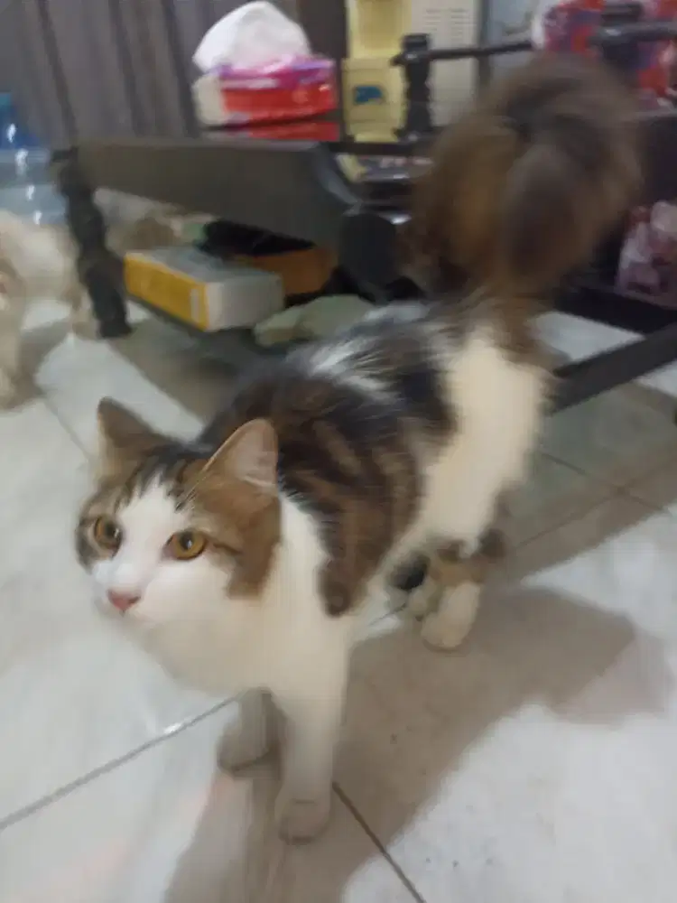 Lepas adopt kucing Persia umur 1 thn betina