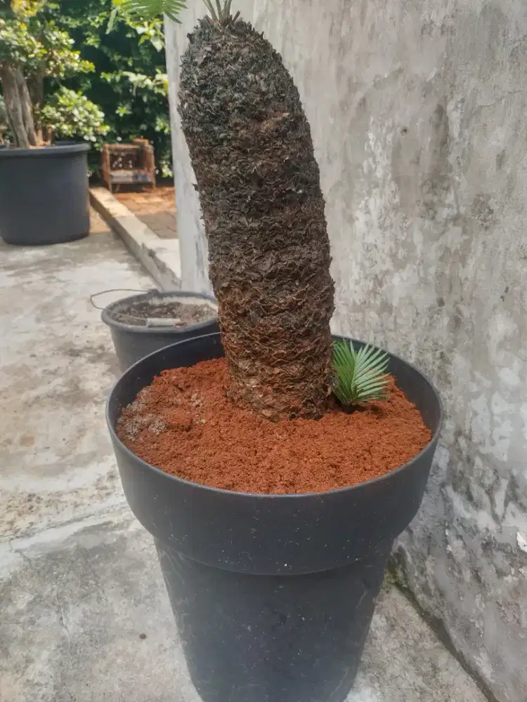 Pohon sikas revoluta