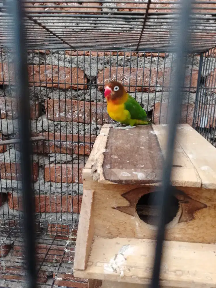 Burung Lovebird pasangan sudah produksi 1x