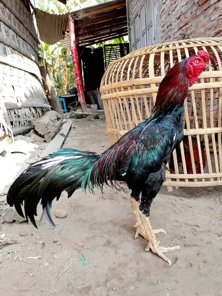 Ayam Bangkok Selatan Super Jalu