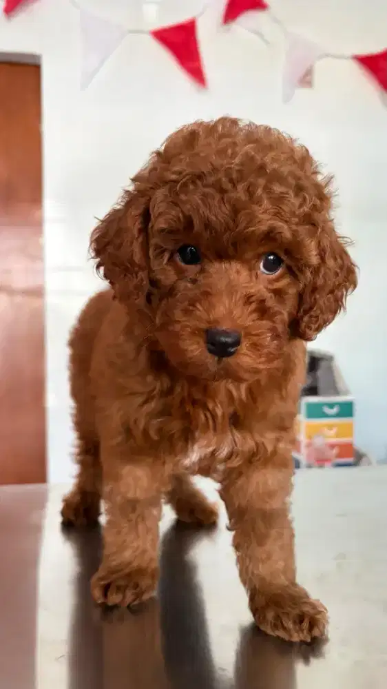 Fawn Poodle Toys