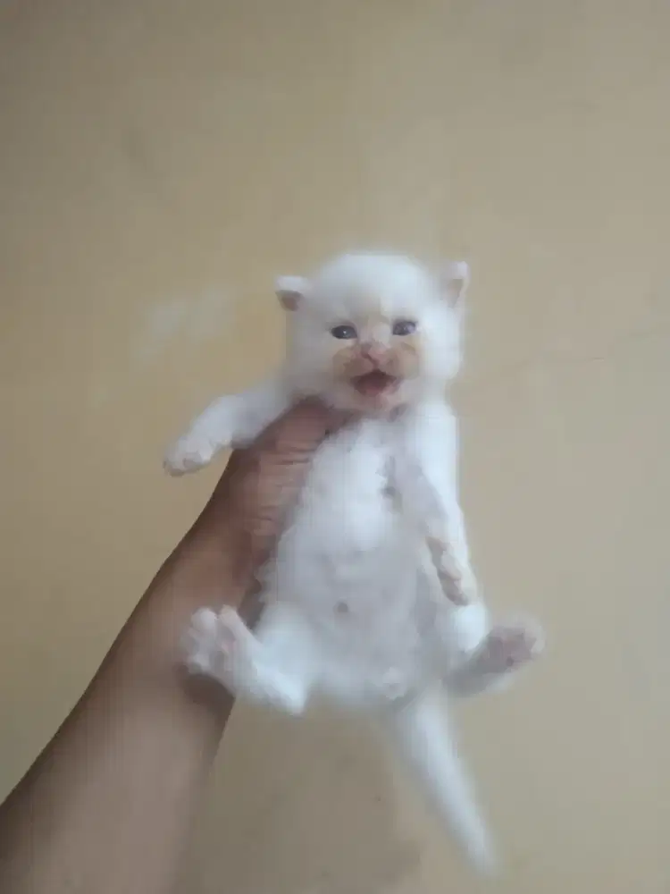 Kucing Persia jantan 1 bulan sudah makan basah
