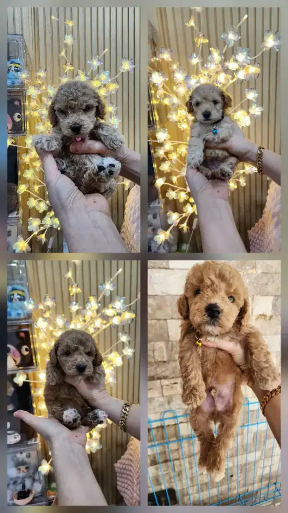 Anakan Poodle Jantan Murahh