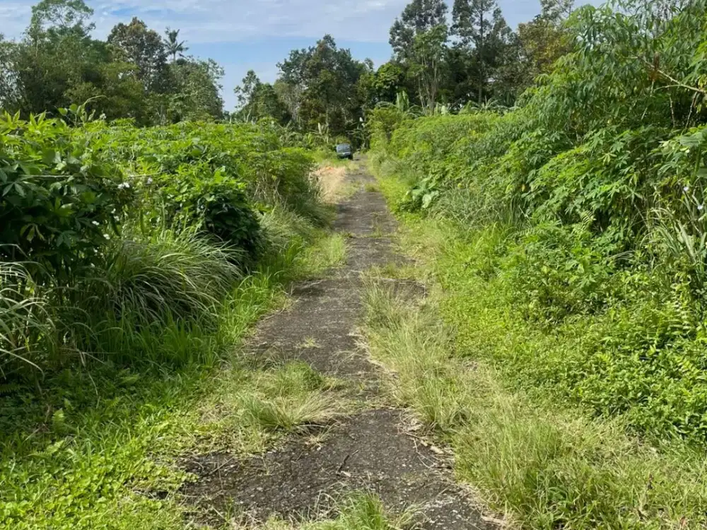 Murah! Tanah Kavling Luas 5,33 Are Dekat Wisata Jatiluwih, Tabanan