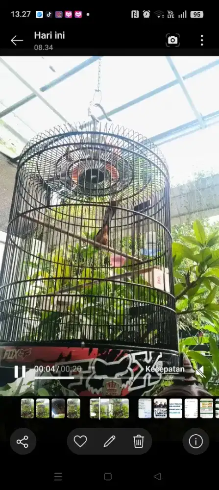 Murai Pastol mental Gantang