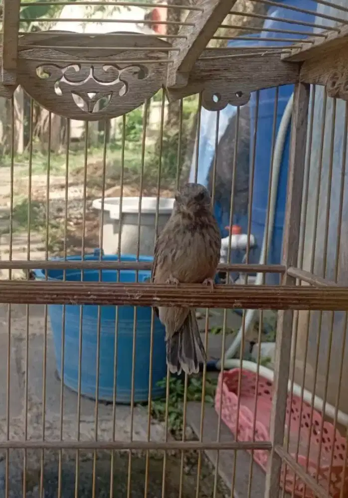 Burung Blackthroat Betina Siapan