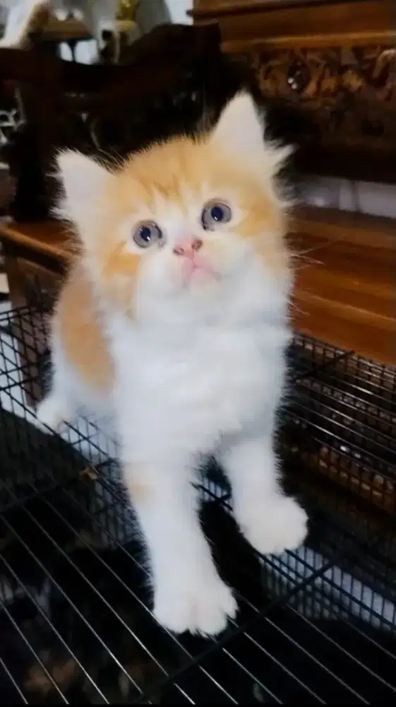 Kitten Persia Medium