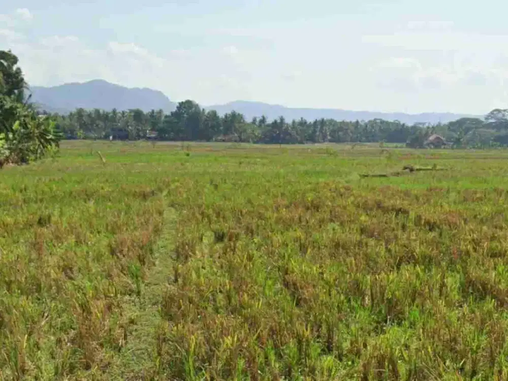 Tanah Murah View Sawah di Nanggulan kulon Progo