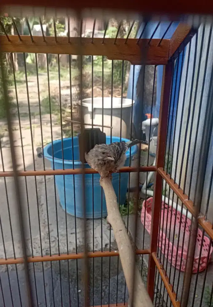 Burung Blackthroat Dara