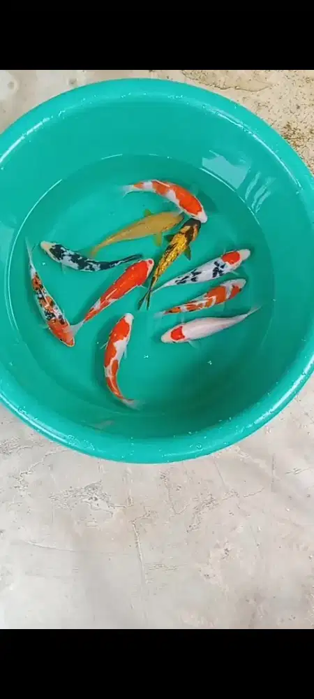 Koi mix joss grade