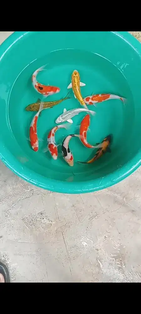 Koi mix 10 ekor