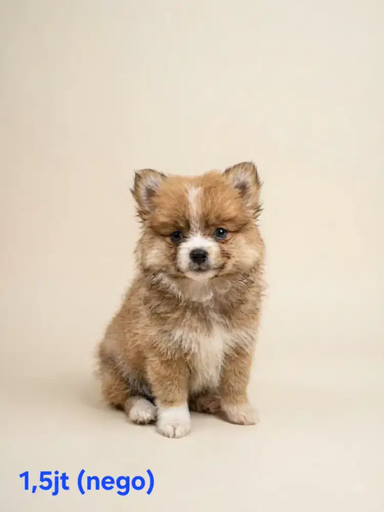 Jual murah minipom jntan 1 bulan