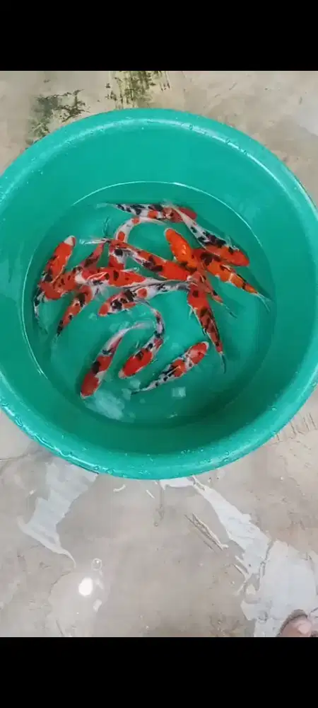 Koi edisi sanke 15 ekor