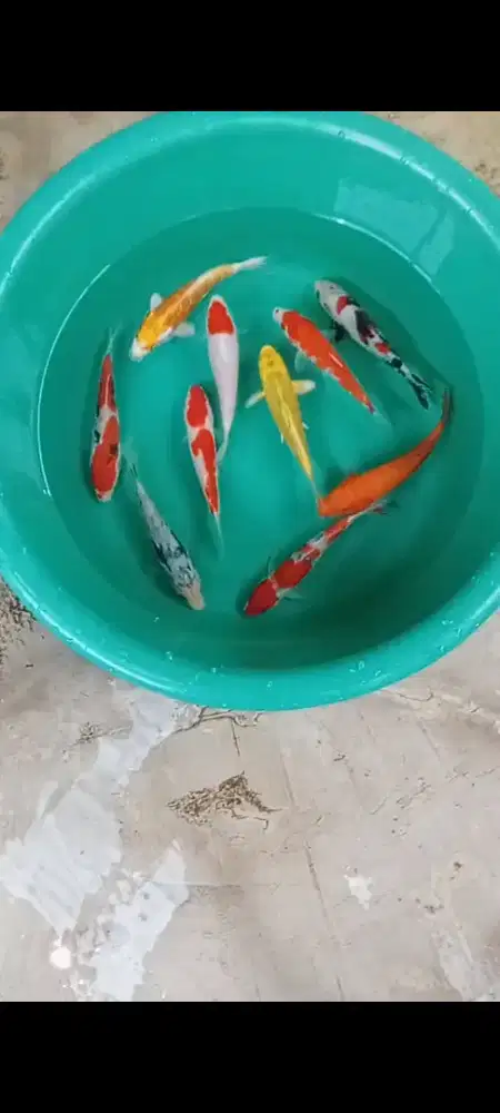 Koi mix 10 ekor