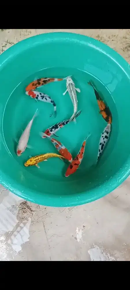 Koi mix 10 ekor