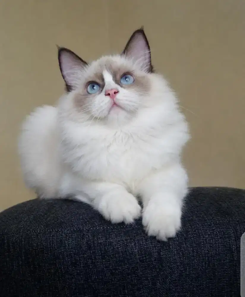 Ragdoll jantan 5 bulan lepas nonped