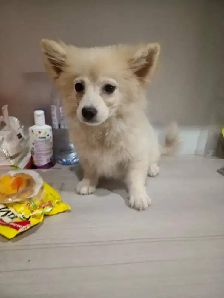 Jual murah anjing pom 5 blan betina