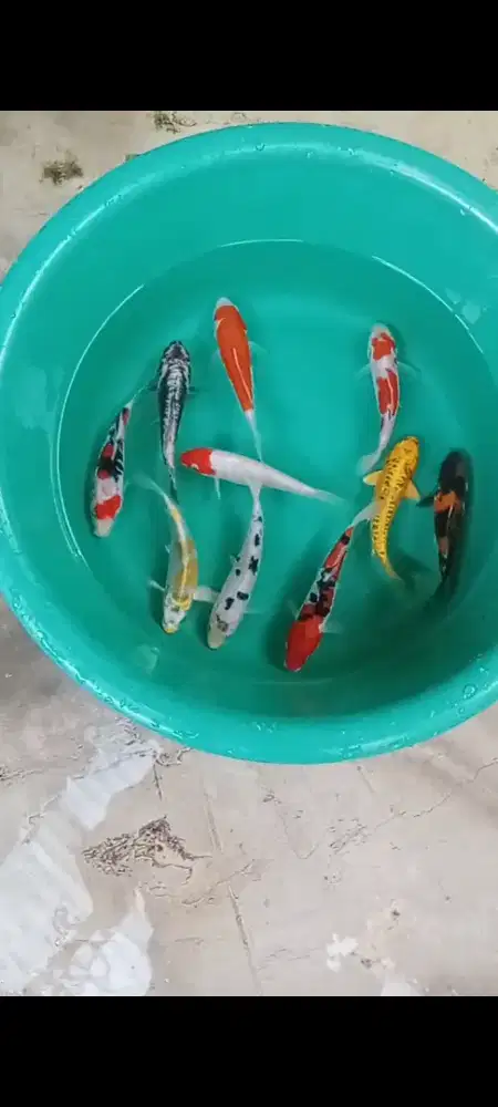 Koi mix DOITSU 10 ekor