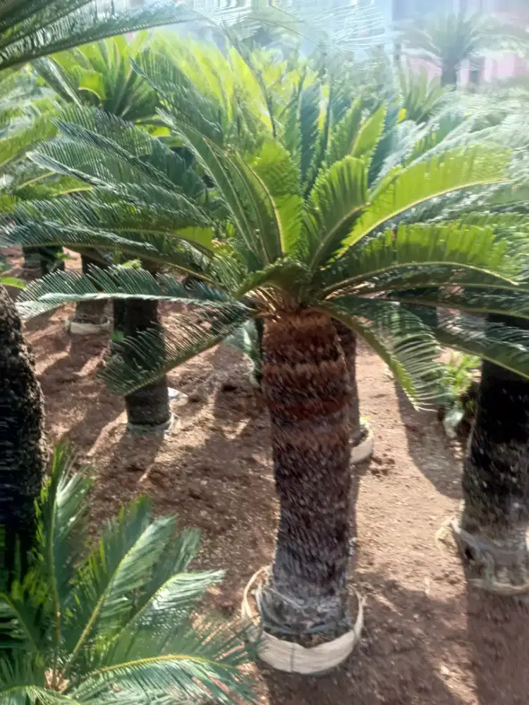 Pohon sikas jambe
