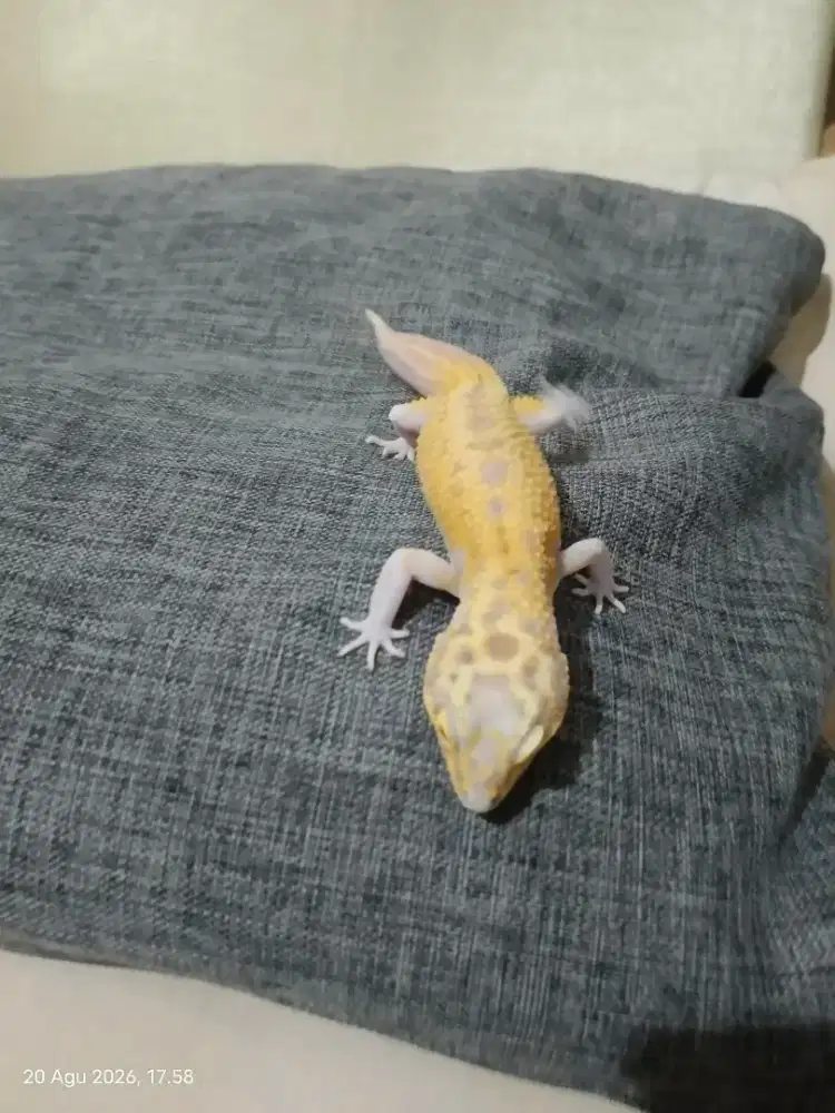 Hewan reptil Gecko