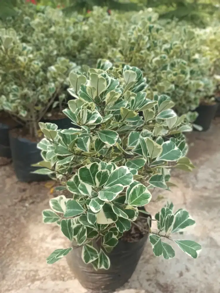 Pohon Ficus butterfly varigata