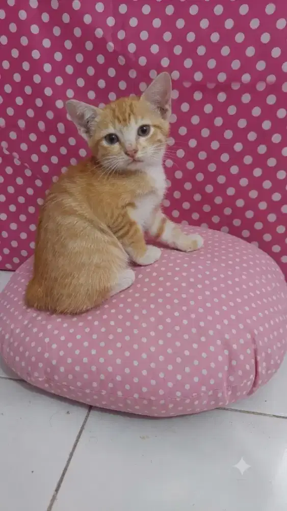 Kucing BSH X Mainecoon