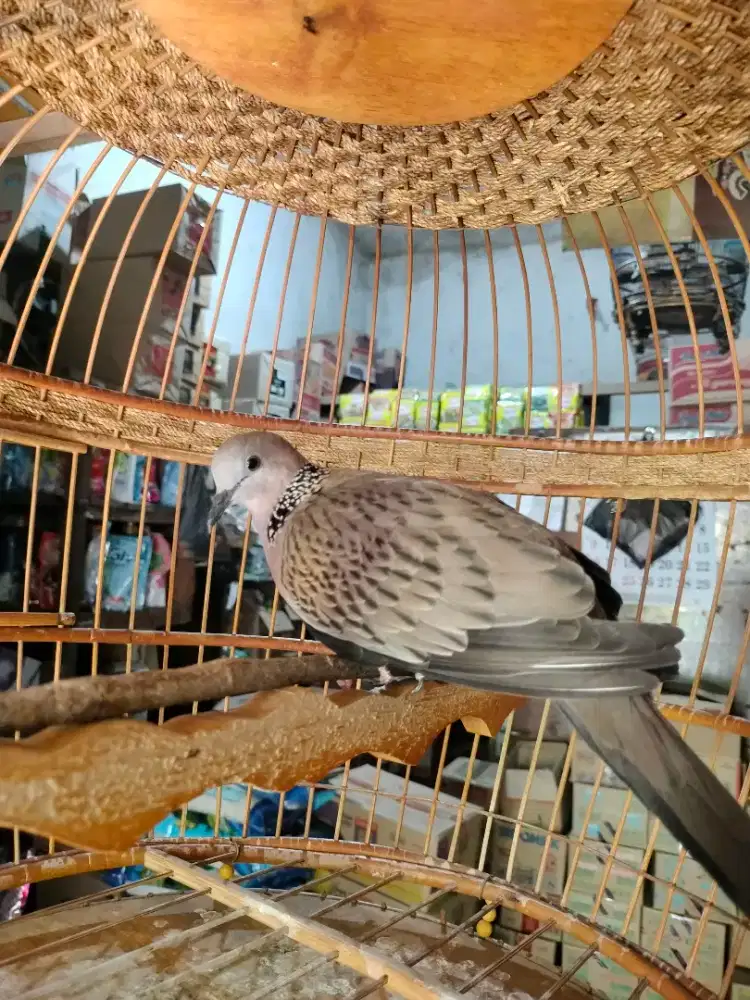 Derkuku Kelantan Betina