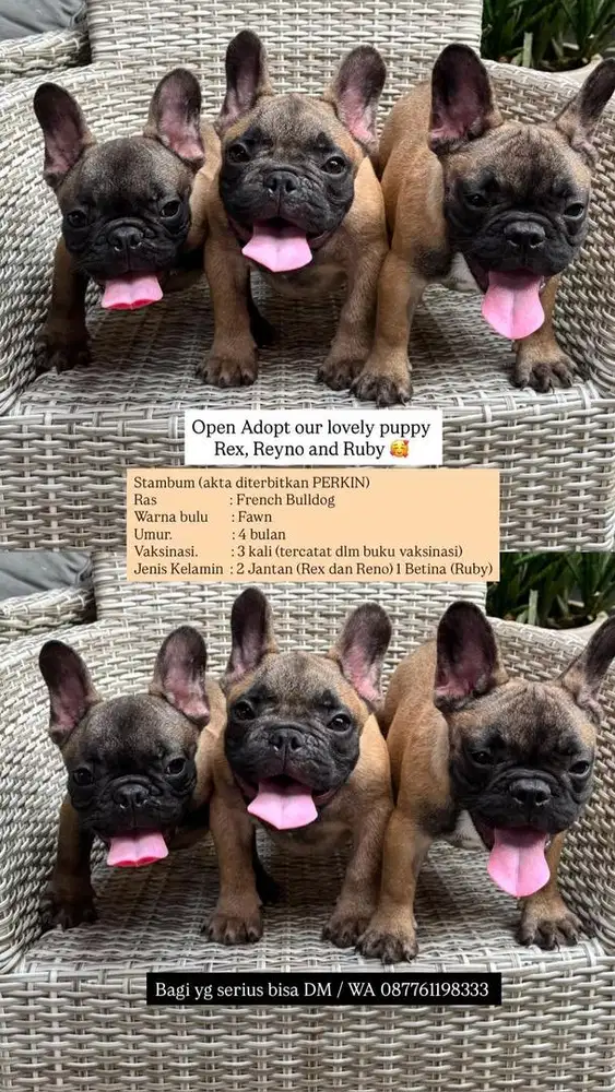 French Bulldog Fawn