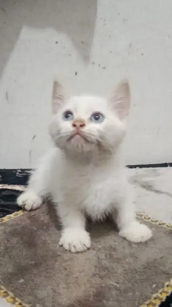 Munchkin BSH jantan