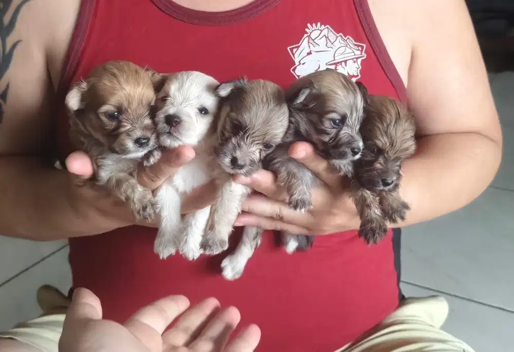 Toy Poddle x mix breed pom