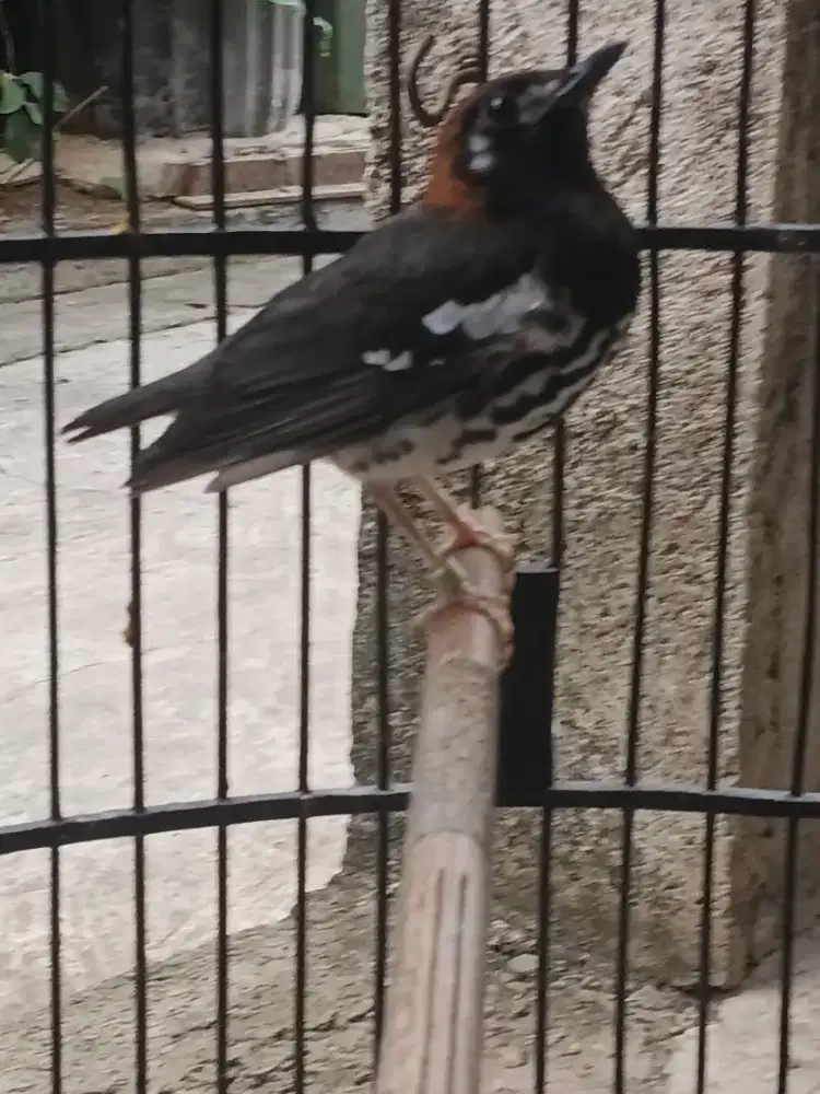 Burung Anis kembang