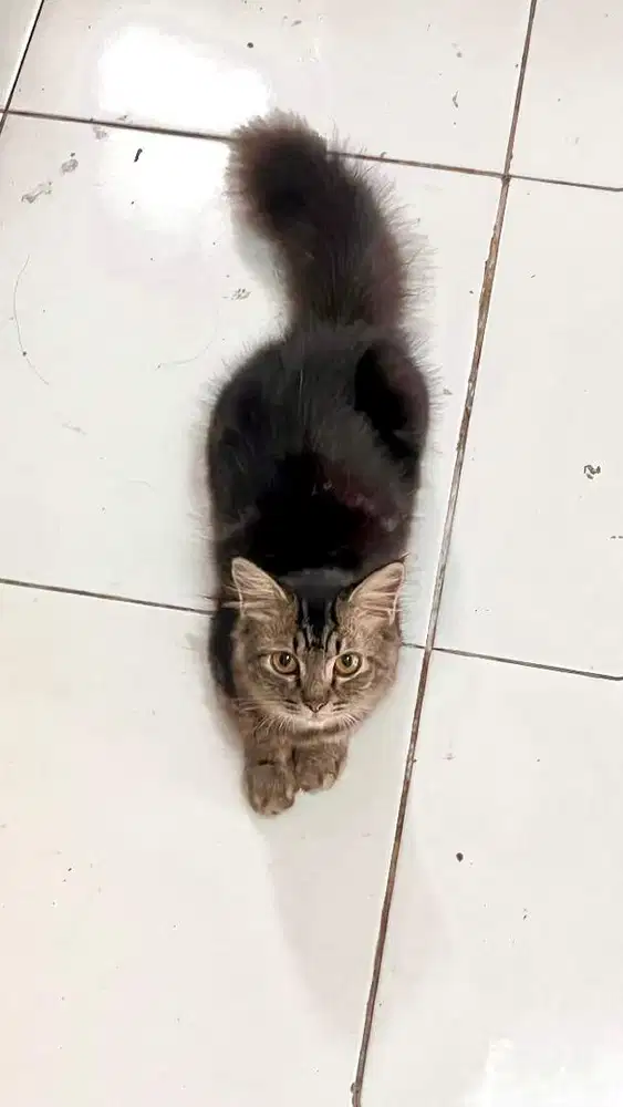 Kucing Persia Mixdom
