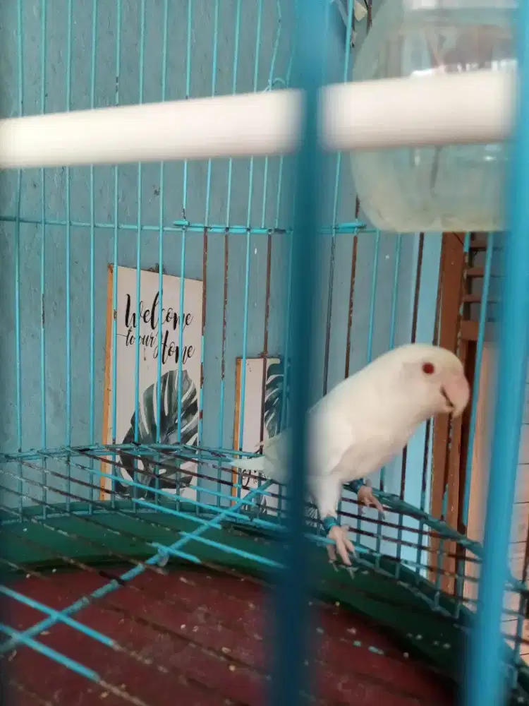 Lutino mm J dewasa x albino mm
B dewasa