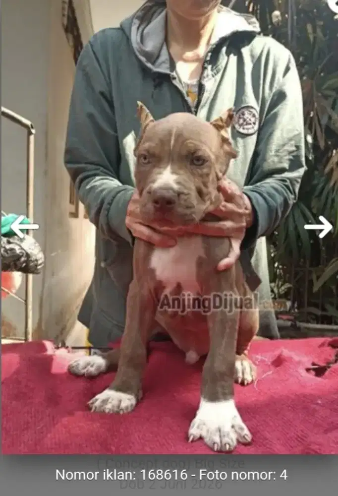 Pitbul anakan bigsize