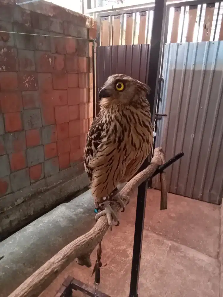 Jual burung jinak