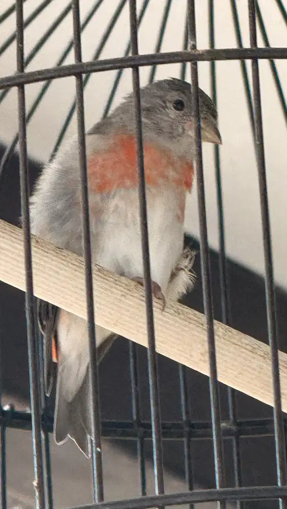 red siskin  betina