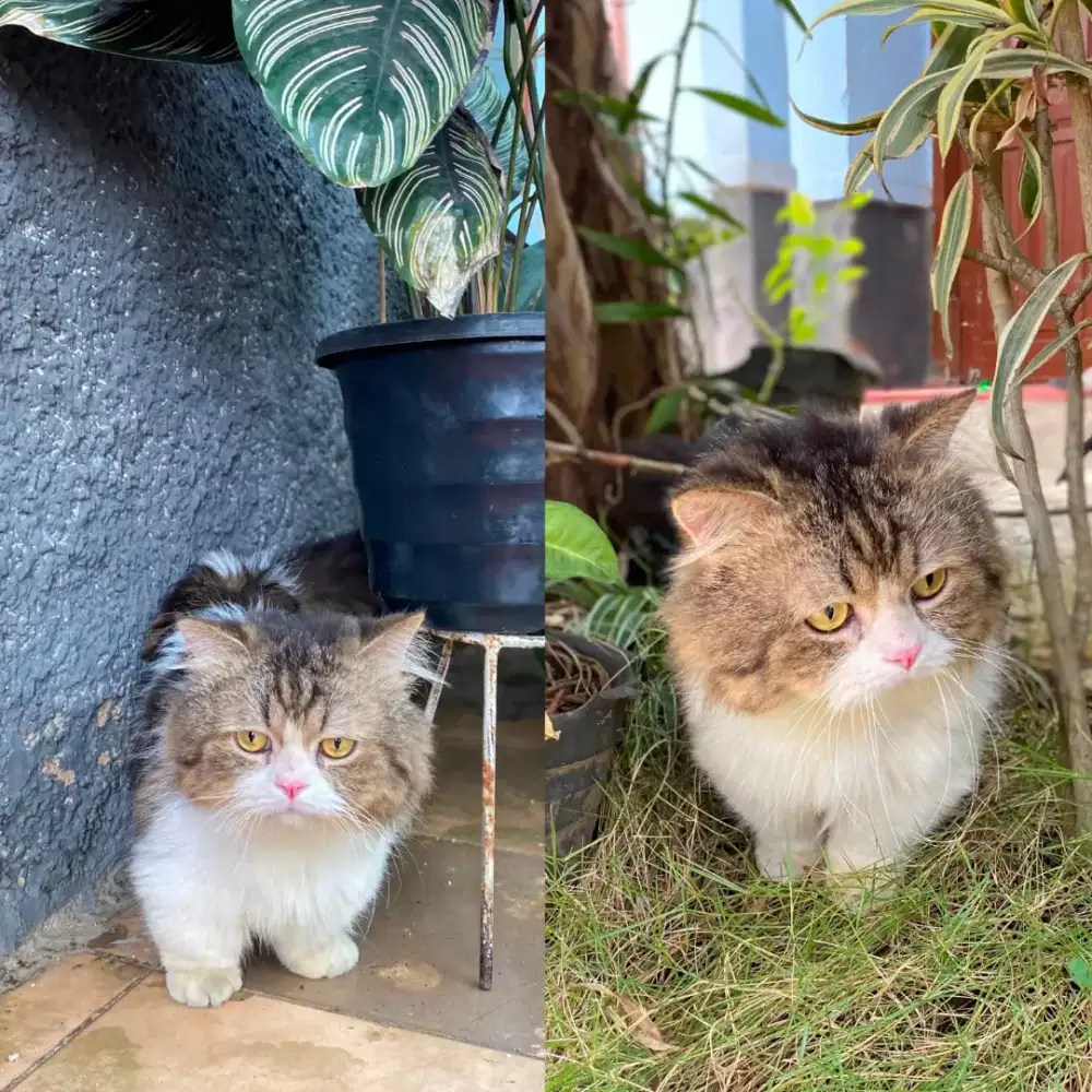 Kucing muchkin jantan