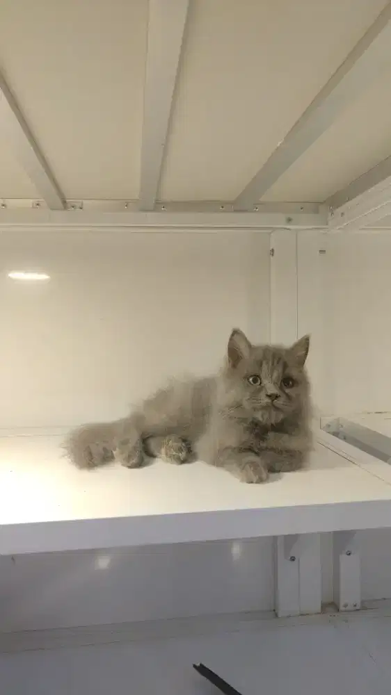 Kucing kitten persia longhair abu