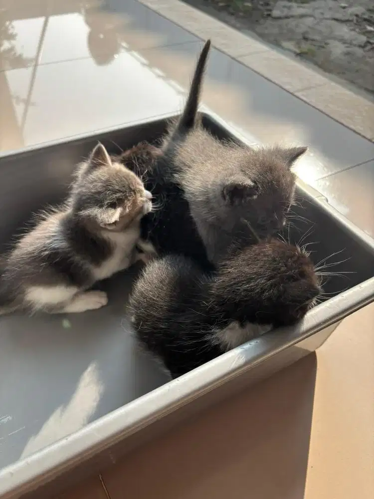 Kitten bsh mix persia