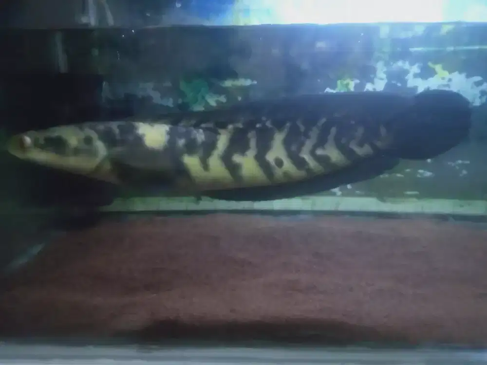 chana maru Ys size jumbo 40 cm